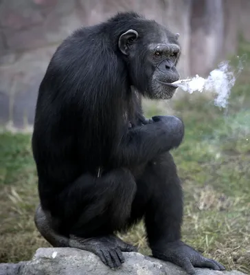 Новая звезда соцсетей – курящий шимпанзе из Северной Кореи