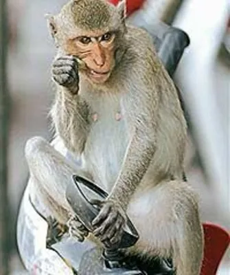 Злая обезьяна курит логотип | Премиум Фото