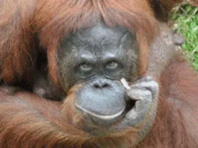 Orangutan Smoking Joint, Having A Good Time With Friends, Created With  Generative Ai Фотография, картинки, изображения и сток-фотография без  роялти. Image 203932951