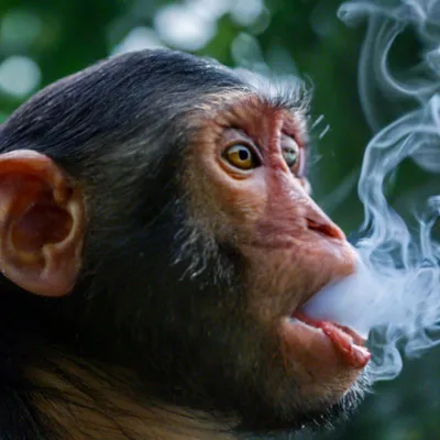 Грустная обезьяна курит вейп» — создано в Шедевруме