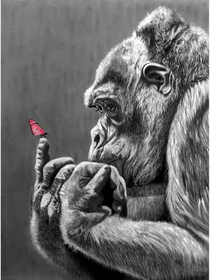 обезьяна сорняк курит сигарету векторные иллюстрации для вашего логотипа  работы PNG , гянджа, млекопитающее, Изолированные PNG картинки и пнг  рисунок для бесплатной загрузки