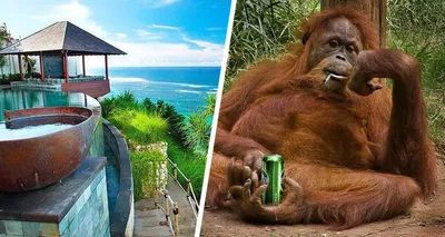 Шимпанзе курит - Coub - The Biggest Video Meme Platform