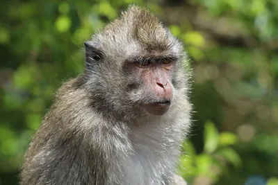 Макака Витя: обезьяна с аристократическим вкусом