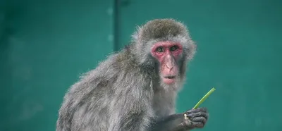 Файл 3D Длиннохвостая обезьяна макака 🪞・3D-печатный дизайн для  загрузки・Cults