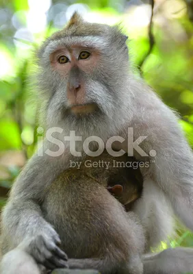 Макака обезьяна изолированы - #lng_detail_image_content_seo_4# #23848976 |  Pantherstock