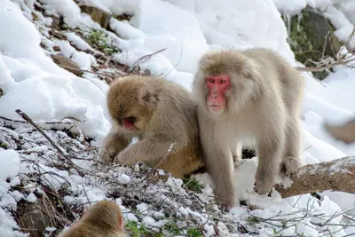 Снежные обезьяны и горячие источники в Нагано | Маршруты