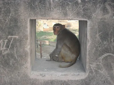 В Китае родилась первая обезьяна с высоким уровнем химеризма. Примерно две  трети клеток в ее теле светились зеленым