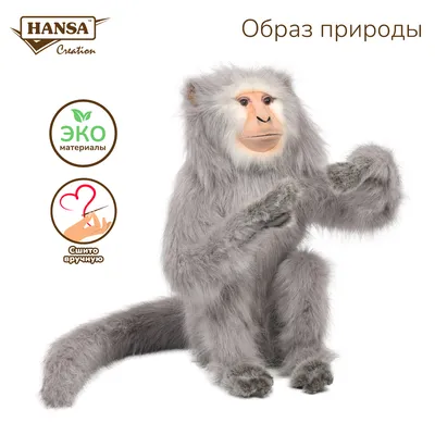 Фото обезьяна макака животное
