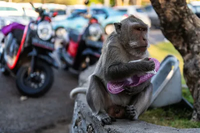 Интим с приматом включен: эксперты объяснили, почему макака изнасиловала  туриста - МК