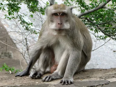 Впервые за 70 лет в Японии появилась альфа-самка макаки в стае из 677  обезьян