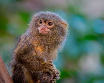 Самые маленькие обезьяны обитающие в лесах - 62 фото
