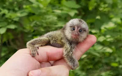 Мармозетка - самая маленькая обезьяна в мире» — создано в Шедевруме