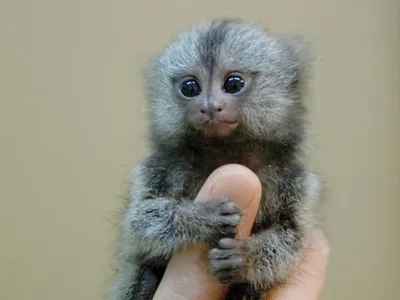 Татьяна Новикова on X: \"Мармозетка — самая маленькая в мире обезьянка  https://t.co/GNtAc3Z0OK\" / X