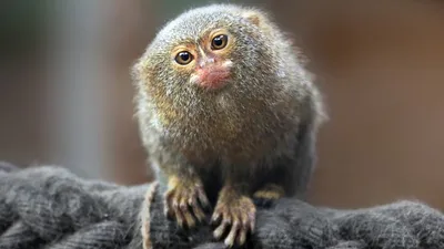 Мармозетка самая маленькая обезьянка …» — создано в Шедевруме