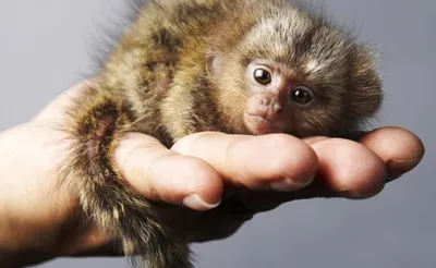 Мармозетка, самая маленькая обезьянка семейства игрунковых. Невероятно  милое существо, я просто не могла не свалять её 😁 🐒🐒🐒 The… | Instagram