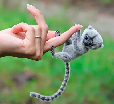 Мармозетка. Миниатюрная обезьянка с умным лицом | Животные мира|Редкие  животные | Дзен