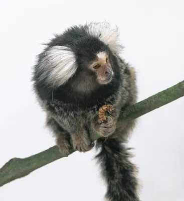 Мармозетка | Мармозетка ‒ самая маленькая обезьянка в мире. | By Igrunchik  | Facebook