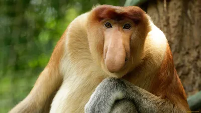 Носач: Личная жизнь на основе диких воплей и гигантского носа. Как живут  уникальные обезьянки? | Пикабу