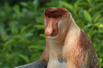 Фигурка Mojo (Animal Planet) обезьяна Носач (L) — купить в  интернет-магазине по низкой цене на Яндекс Маркете