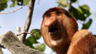 Файл:Proboscis monkey (Nasalis larvatus) male Labuk Bay 2.jpg — Википедия
