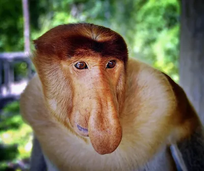 Носатая обезьяна. - YouTube