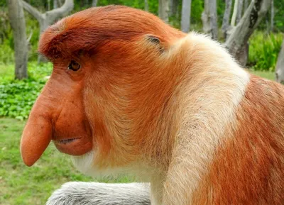 Носач, или обыкновенный носач, или кахау . Это обезьяна средних размеров,  которую можно обнаружить только.. | ВКонтакте