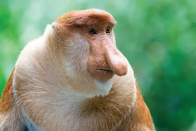 Обезьяна носач | Proboscis monkey, Animals wild, Animals
