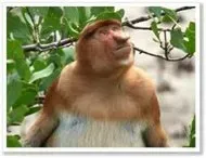 Lao Tour - Ваш гид в Лаосе и Мьянме - Это обезьяна-носач, или proboscis  monkey. Эндемик Борнео. Самец (у самок маленькие курносые носики). Местные  называют их \"голландцами\". Ведь как и голландцы, которые