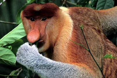 Мыслитель обезьяна носач с очень …» — создано в Шедевруме