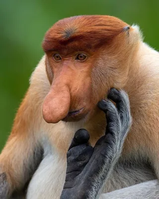 Обезьяна носач (Proboscis Monkey) Stock Photo | Adobe Stock