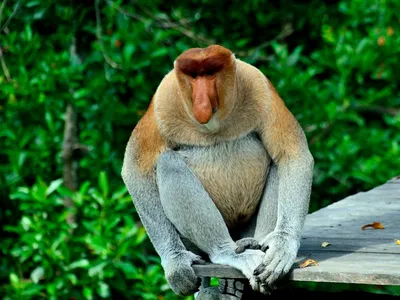 Фотография Носатая обезьяна из раздела животные #5389377 - фото.сайт -  sight.photo