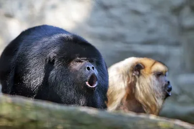 Самое умное животное шимпанзе - 72 фото