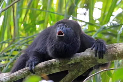 Planet Zoo — Колумбийская красная обезьяна-ревун - новый вид / Существа и  монстры / Персонажи и игроки