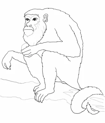 Обезьяна ревун. Колумбийский и горомкоголосый примат | Мур ТВ