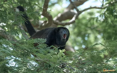 Стоковое видео категории «Премиум» — Коричневая обезьяна-ревун спит на  дереве