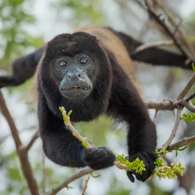 Ревун: интересные факты о широконосой обезьяне