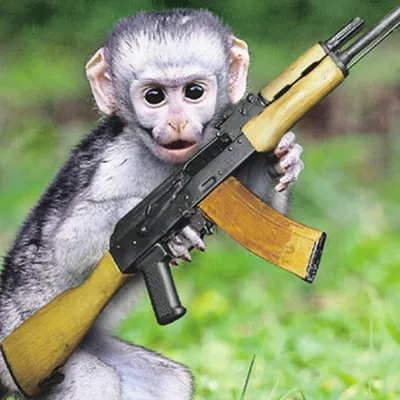 Создать мем \"обезьяна с пистолетом, обезьяна, макака\" - Картинки -  Meme-arsenal.com