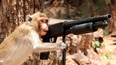 Обезьяна Обезьяна Примат Симьян, обезьяна, телевидение, млекопитающее,  животные png | PNGWing