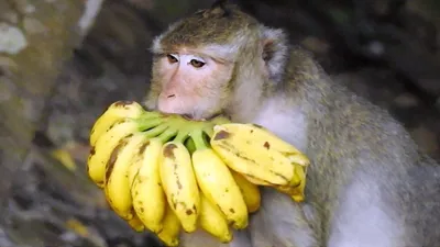 Обезьяна С Бананом — стоковые фотографии и другие картинки Банан - Банан,  Вертикальный, Верёвка - iStock