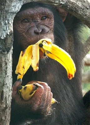 Обезьяна с бананом - Диапазон вязаной радости