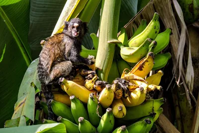 GISMETEO: Ученые выяснили, как лучше всего чистить бананы - Животные |  Новости погоды.
