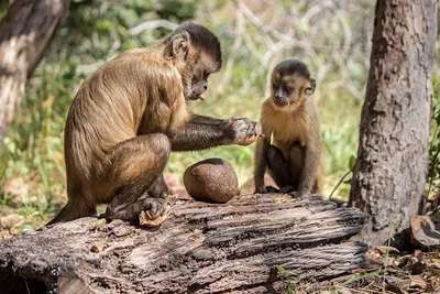 Симпатичная обезьяна ест банан стоковое фото ©billiondigital 157641052