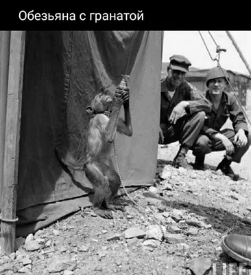 Наклейка обезьяна с гранатой