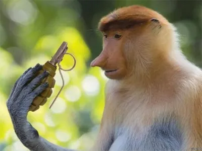 Брошь женская обезьяна С гранатой - современная бижутерия для подарка —  купить в интернет-магазине по низкой цене на Яндекс Маркете