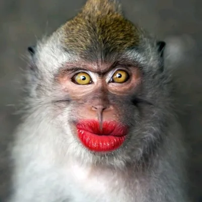 Смешная обезьяна с красными губами стоковое фото ©watman 70252811