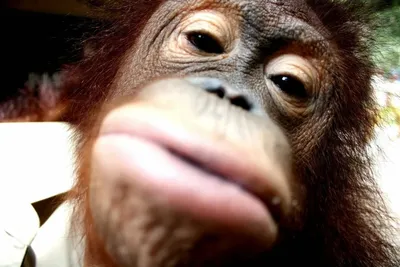 Бирманская курносая обезьяна большие …» — создано в Шедевруме