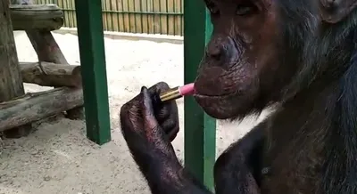 Губы шимпанзе - 78 фото