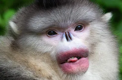 Накрашенная обезьяна (31 фото) | Веселые обезьяны, Обезьяна, Hello kitty  татуировки