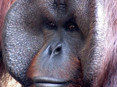 Обезьяна и помада: шимпанзе в зоопарке красит губы, как истинная леди  (видео) | УНИАН