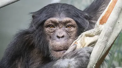 Улыбающаяся шимпанзе с накрашенными …» — создано в Шедевруме